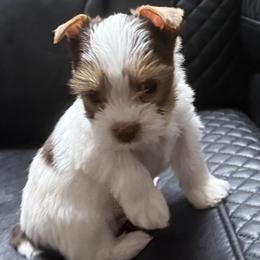 Phillip AKC - Chocolate, tan and white male Yorkshire Terrier puppy in Labelle, Florida from Chocolate and Parti Yorkies in Florida