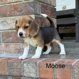 Moose - Black tan and white male Beagle puppy in Mansfield, Missouri from Rippee Creek Kennel