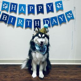 Max - Pomsky