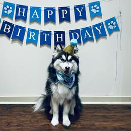 Max - Pomsky