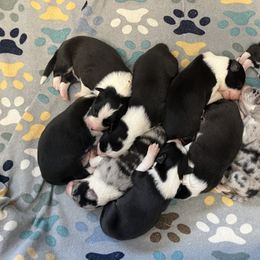 Border Collie Puppies from By Design Farm