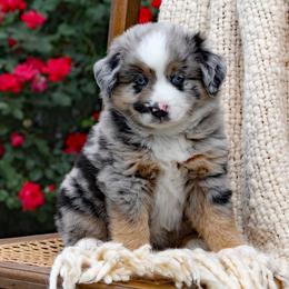Asher - Blue merle male Miniature Australian Shepherd puppy in Mifflin, Pennsylvania from Cabin Hearth Miniature and Toy Australian Shepherds