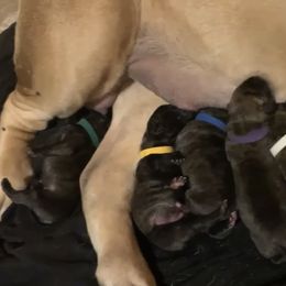 Boy 1 - Brindle Mastiff puppy in Buffalo, New York from Excelsior Mastiffs