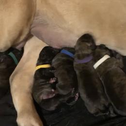 Boy 1 - Brindle Mastiff puppy in Buffalo, New York from Excelsior Mastiffs