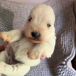 Sadie - Wheaten female Miniature Schnauzer puppy in Hull, Georgia from Ardent Miniature Schnauzers of Athens