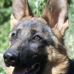 German Shepherds from Gentle Giants German Shepherds