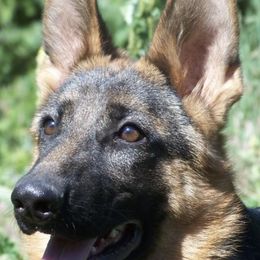 German Shepherds from Gentle Giants German Shepherds