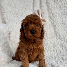 Poppy - Red female Cavapoo puppy in Grants Pass, Oregon from Climate City Cavapoos