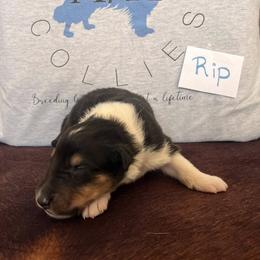 Collie Puppies from A/K Rough Collies