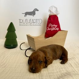 Oswald - Brindle male Dachshund puppy in Royse City, Texas from Truehearted Miniature Dachshunds