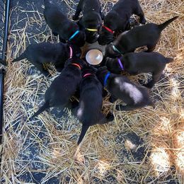 Labrador Retriever Puppies from Corner Crest Labs