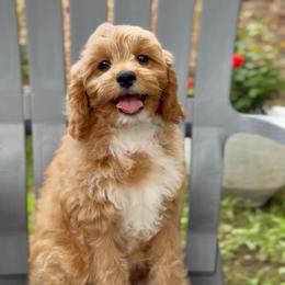 Guinness - Apricot male Cavapoo puppy in Arlington, Texas from Van Haselen Poodles and Doodles