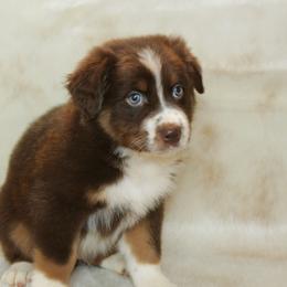 Zack - Red tri-color male Australian Shepherd puppy in Richmond, Texas from Big Zen Aussies
