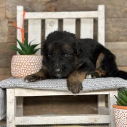Orange - Yang - Black and red male German Shepherd puppy in Iola, Wisconsin from Aus Hütehunde German Shepherds