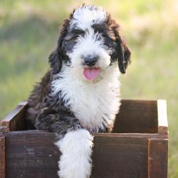 Brooks - Sable male Bernedoodle puppy in Crete, Nebraska from Doodles & Co