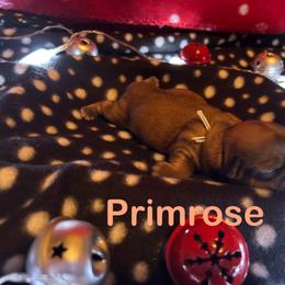 Shih Tzu Puppies from D’s Shih Tzu