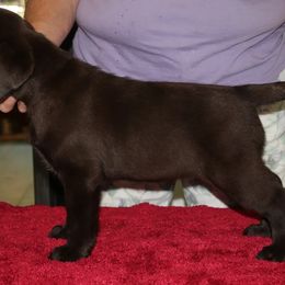 Labrador Retriever Puppies from Lorlyn Labradors