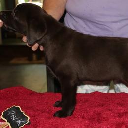 Labrador Retriever Puppies from Lorlyn Labradors
