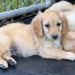 Goldendoodle Puppies from KSchott Kennels