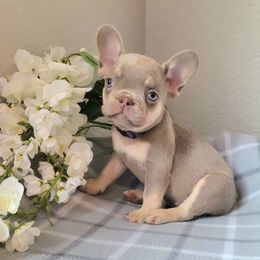 Royal - Tricolors female French Bulldog puppy in Colorado Springs, Colorado from Sun Mountain Frenchies
