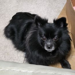 Snuffles - Pomeranian