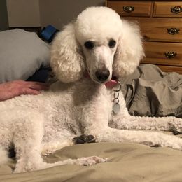 Sandy - Poodle