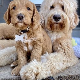 Australian Labradoodle Puppies from Starlight Ridge Australian Labradoodles