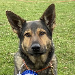 DaVinci  - German Shepherd