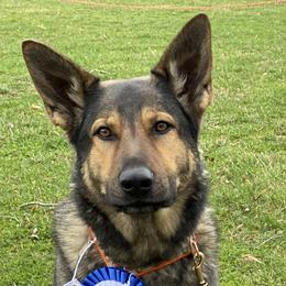 DaVinci  - German Shepherd