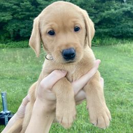 Shelby - Yellow female Labrador Retriever puppy in Newaygo, Michigan from Royal Oak Gundogs
