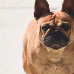 French Bulldogs from Charisma French Bulldogs