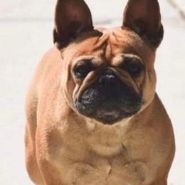 French Bulldogs from Charisma French Bulldogs
