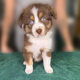 Maple (yellow) - Red tri-color female Australian Shepherd puppy in Falmouth, Kentucky from Queen City Farm