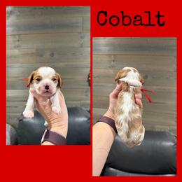 Cobalt - Blenheim male Cavalier King Charles Spaniel puppy in De Pere, Wisconsin from Rose Garden Kennels