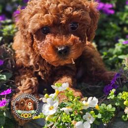 Natasha - Red  female Poodle puppy in Salem, Missouri from Meadowbrook Poodles