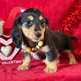 Bristol - Black and tan female Dachshund puppy in Lincoln, Arkansas from Red Dirt Dachshunds