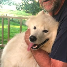 Luna - Samoyed