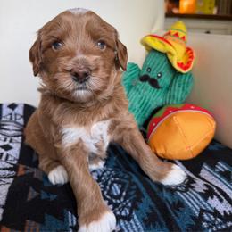 Rio - Red  male Goldendoodle puppy in Pine Grove, California from Lundee Doodles