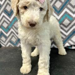 Bernedoodle, Goldendoodle, Labradoodle, and Pyredoodle Puppies from Oopsie Doodles of NC