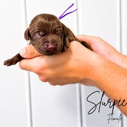 Slurpee - Chocolate female Labrador Retriever puppy in Amery, Wisconsin from Cornerstone Retrievers