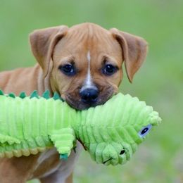 Baby Ruth - Red female American Staffordshire Terrier puppy in St. Augustine, Florida from LBK & Ancient City