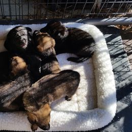German Shepherd Puppies from von Haus Ulv