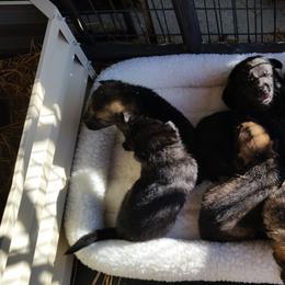 German Shepherd Puppies from von Haus Ulv