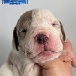 George - Lilac Harlequin Tanpoint - Harlequin male Great Dane puppy in Morton, Illinois from That Gurl K9s