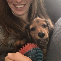 Papillons from Okie Puppies