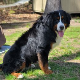 Marty - Bernese Mountain Dog