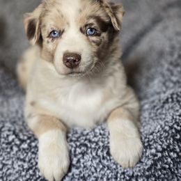 Girl 1 - Red merle female Australian Shepherd puppy in New Tazewell, Tennessee from D&D Australian Shepherds