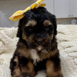Caramel - Tri-color female Bernedoodle puppy in Herriman, Utah from Rose Canyon Doodles