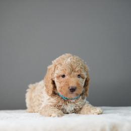 Thor - Apricot male Poodle puppy in Caldwell, Idaho from Boise Doodle Co.