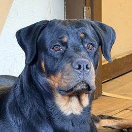 Elsa - Rottweiler